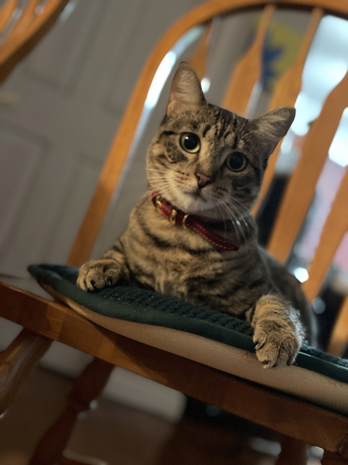 AmberCare Veterinary Clinic | Vaccines & Immunizations, Dental Care and Spay & Neuter