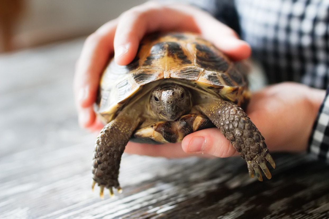 AmberCare Veterinary Clinic | Surgical Services, Dental Care and Senior Pet Care