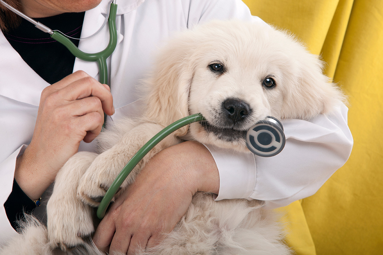 AmberCare Veterinary Clinic | Telehealth Consults, Preventive Care & Wellness Exams and Vaccines & Immunizations
