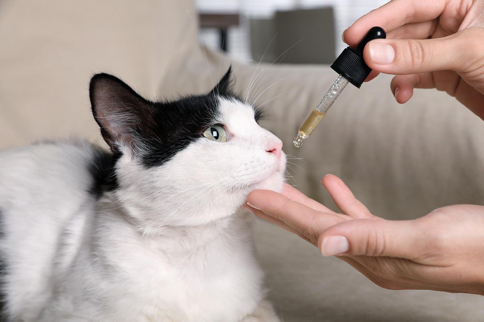 AmberCare Veterinary Clinic | View All Services, Vaccines & Immunizations and Dental Care