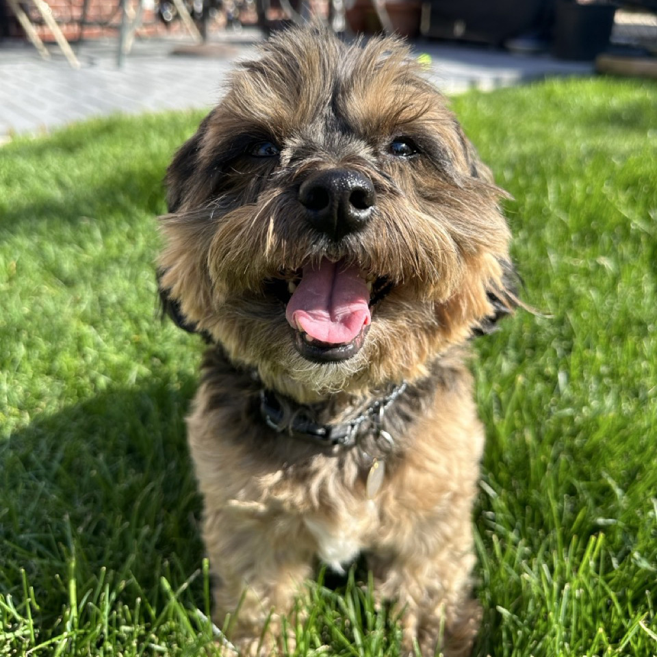 AmberCare Veterinary Clinic | Spay & Neuter, Dental Care and Urgent Care