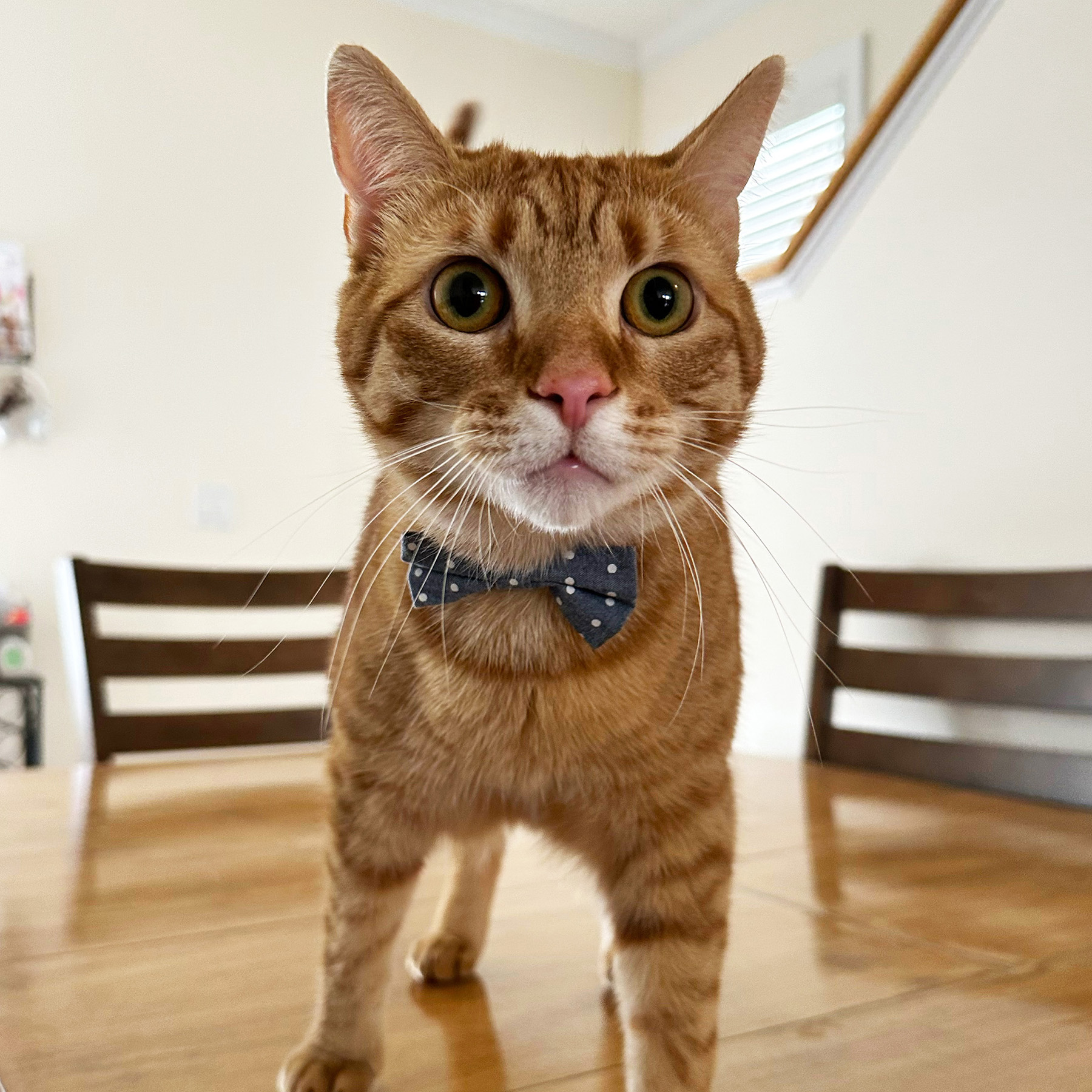 AmberCare Veterinary Clinic | Puppy & Kitten Visits, Telehealth Consults and View All Services