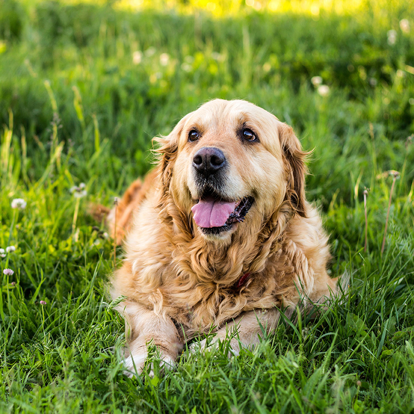 AmberCare Veterinary Clinic | Dental Care, Travel Health Certificates and Urgent Care