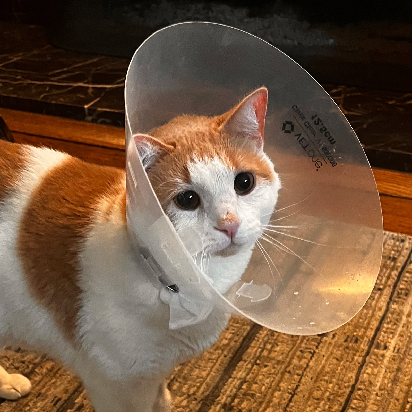 AmberCare Veterinary Clinic | View All Services, Travel Health Certificates and Urgent Care