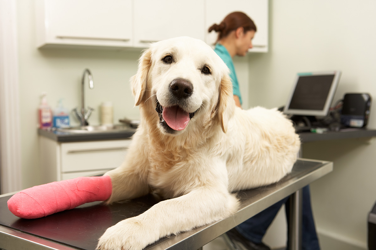 AmberCare Veterinary Clinic | Dental Care, Spay & Neuter and Vaccines & Immunizations