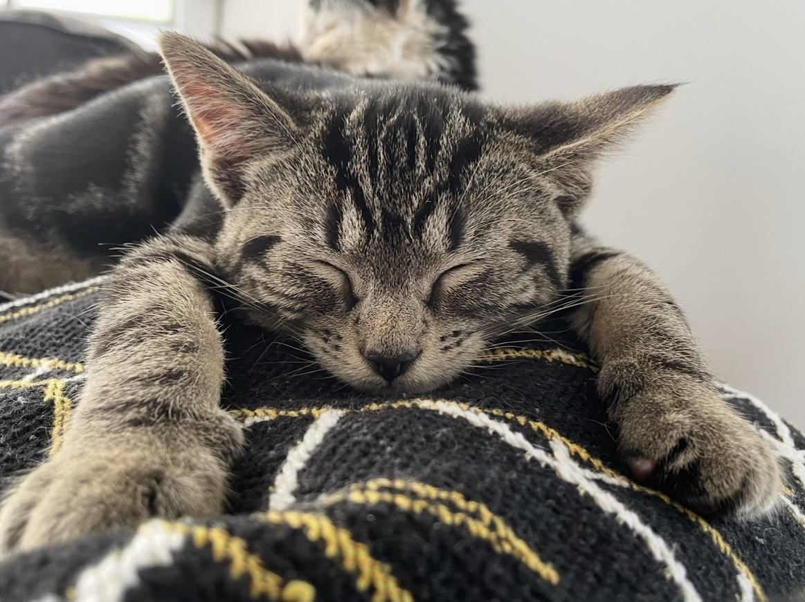 AmberCare Veterinary Clinic | Telehealth Consults, Spay & Neuter and Puppy & Kitten Visits