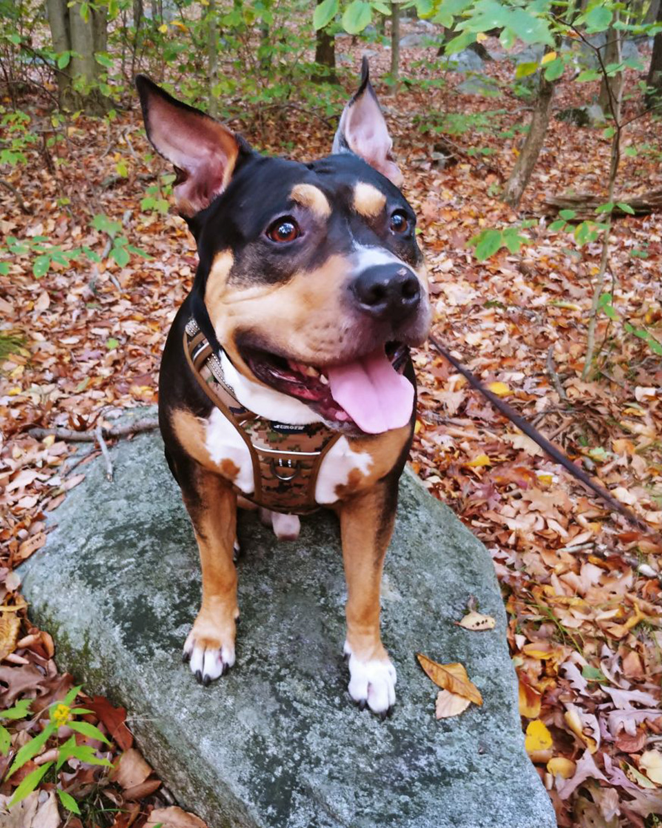 AmberCare Veterinary Clinic | Travel Health Certificates, View All Services and Pharmacy