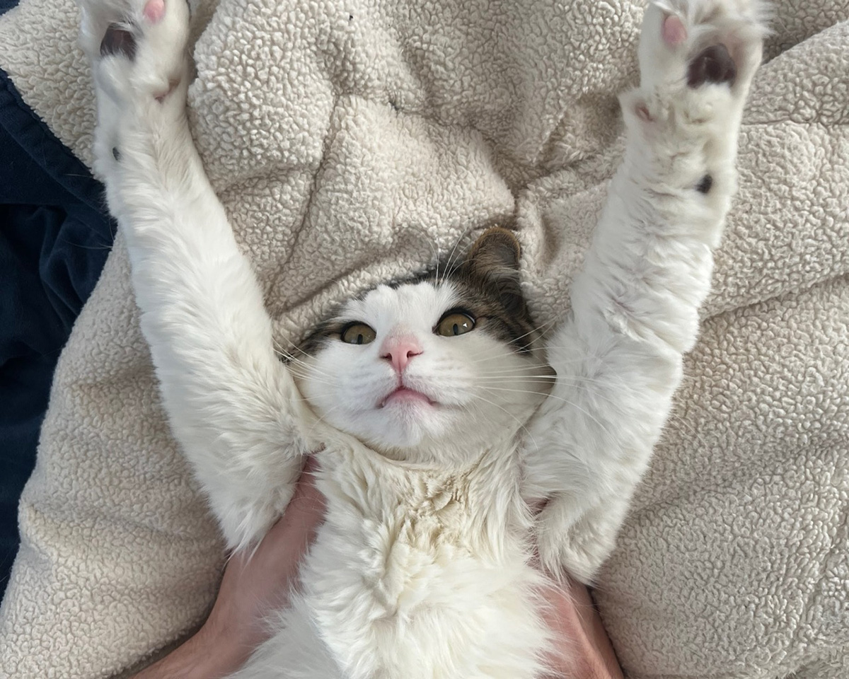 AmberCare Veterinary Clinic | Puppy & Kitten Visits, Exotic Pet Care and Surgical Services